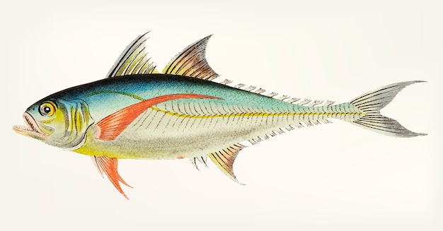 Free vector hand drawn of rottlerian mackerel