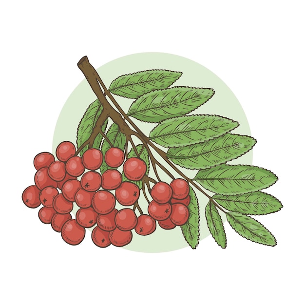 Free vector hand drawn rowan illustration