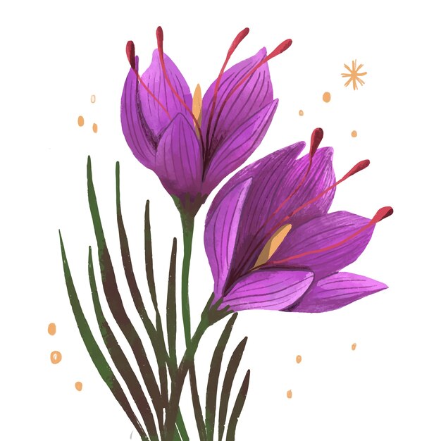 Hand drawn saffron flower illustration