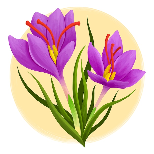 Hand drawn saffron flower illustration