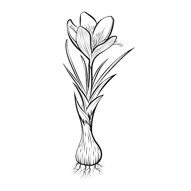 Free vector hand drawn saffron illustration