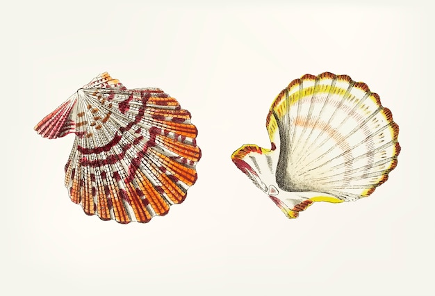 Free vector hand drawn of scallop shell