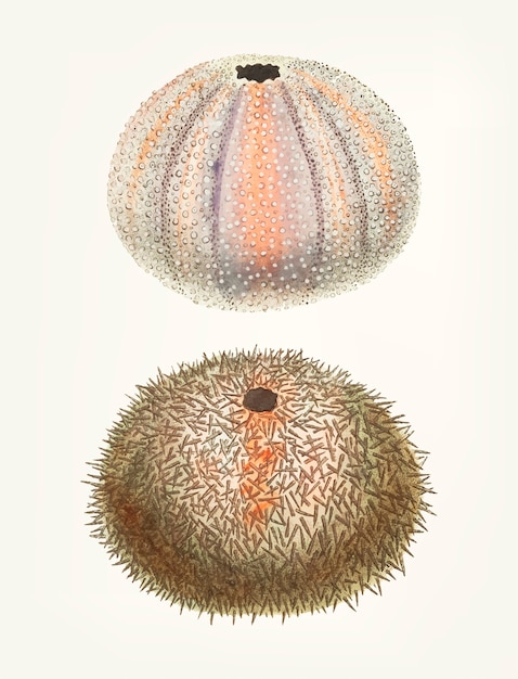 Free Vector hand drawn of sea urchin