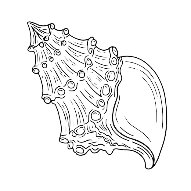 Free Vector hand drawn seashell outline illustration