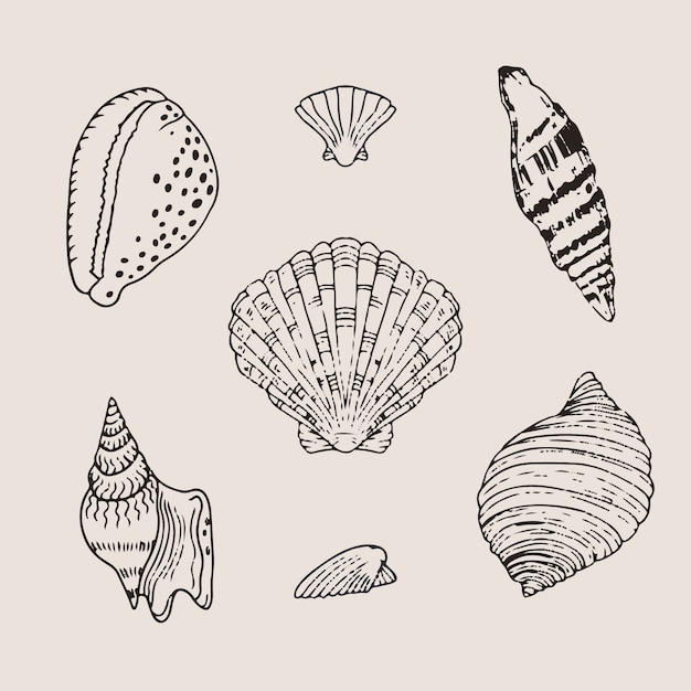 Free Vector hand drawn seashell outline illustration