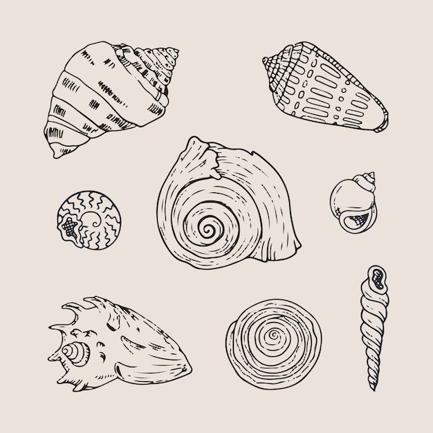 Free Vector hand drawn seashell outline illustration