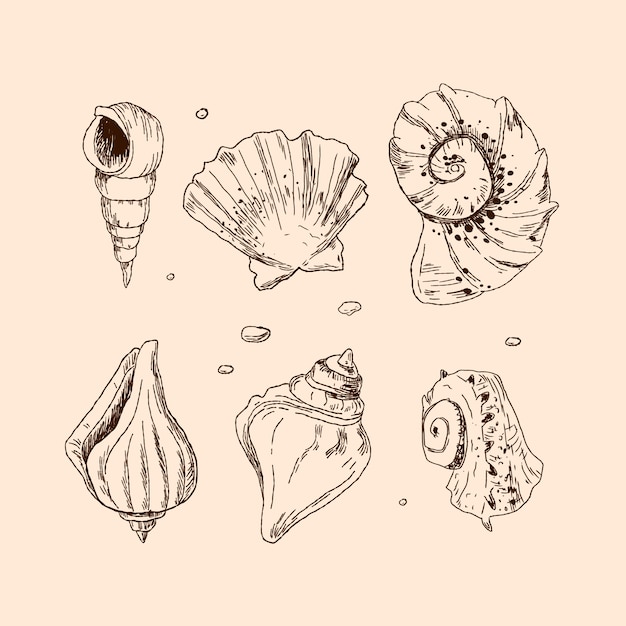 Free Vector hand drawn seashell outline illustration