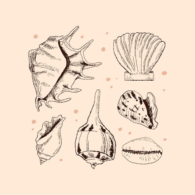 Free Vector hand drawn seashell outline illustration