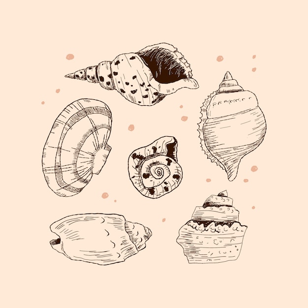 Free Vector hand drawn seashell outline illustration