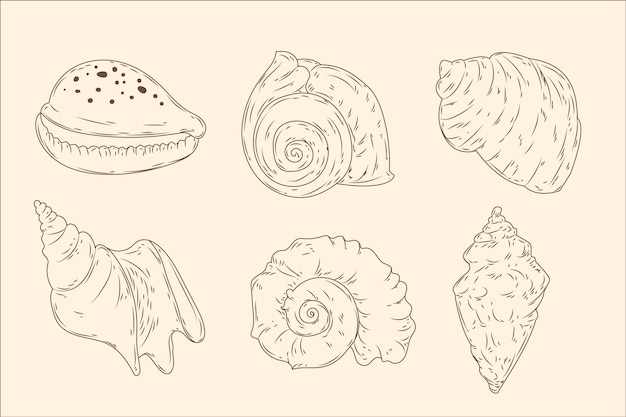 Hand drawn seashell outline illustration