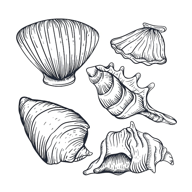 Free Vector hand drawn seashell outline illustration