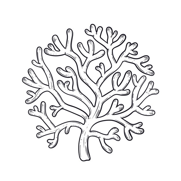 Hand drawn seaweed outline illustration