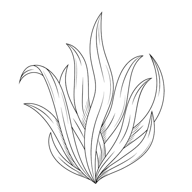 Free vector hand drawn seaweed  outline illustration