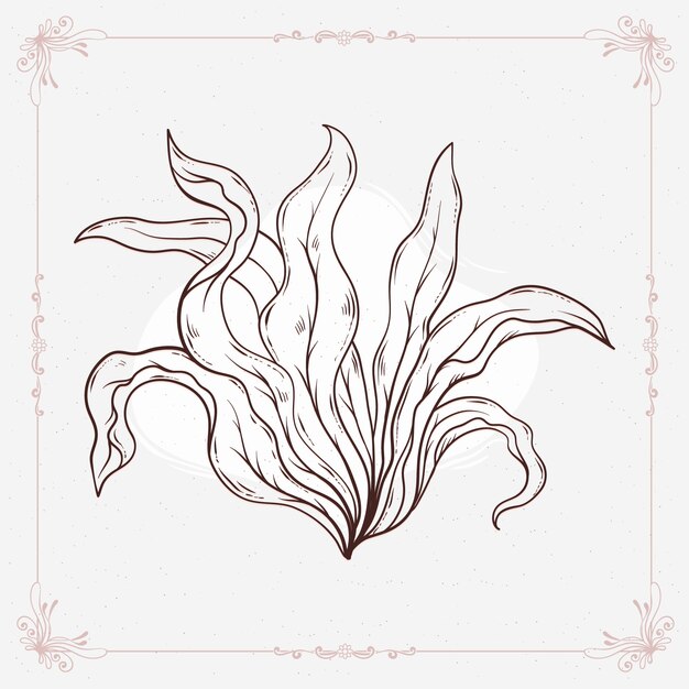 Hand drawn seaweed  outline illustration