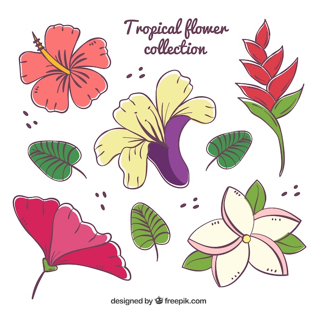 Hand drawn set of colorful tropical flowers