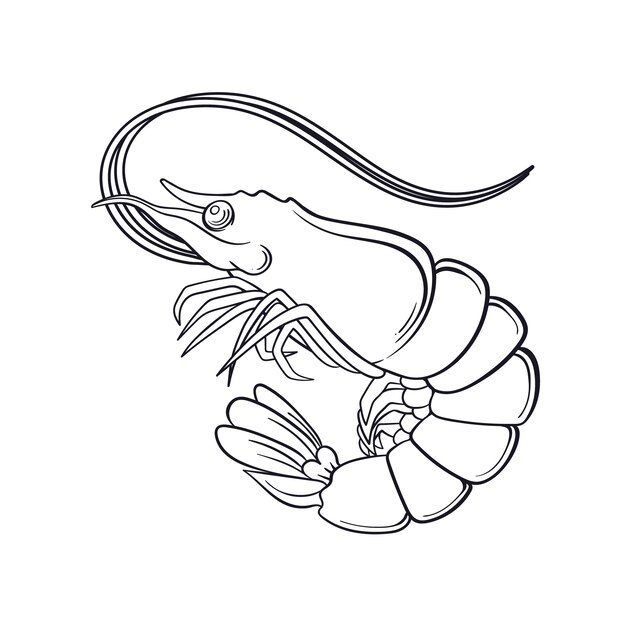 Hand drawn shrimp  outline illustration