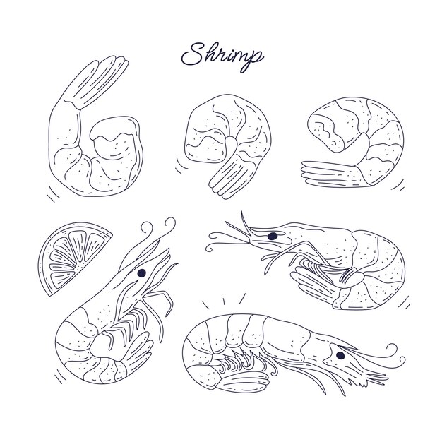 Hand drawn shrimp  outline illustration