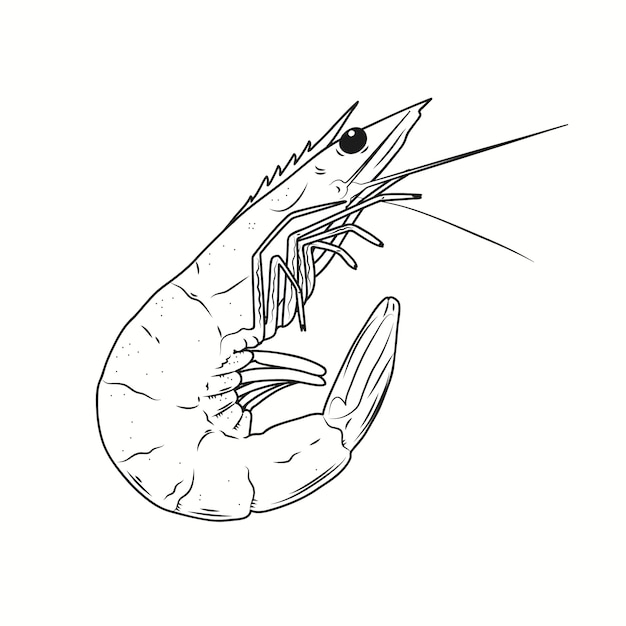 Hand drawn shrimp outline illustration