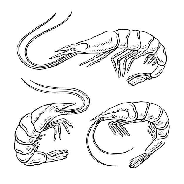 Free vector hand drawn shrimp outline illustration