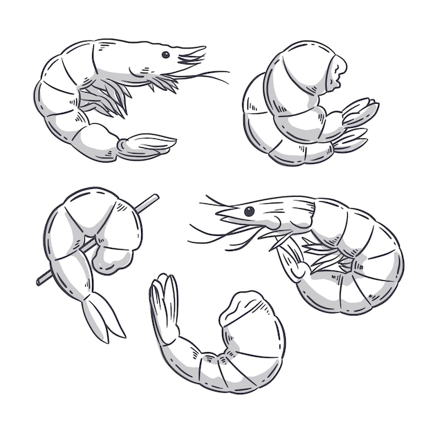 Free vector hand drawn shrimp outline illustration