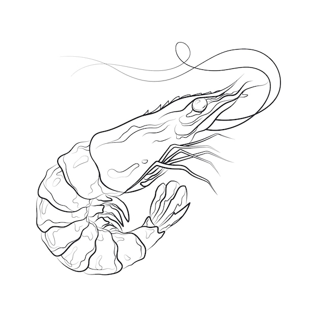 Free Vector hand drawn shrimp  outline illustration