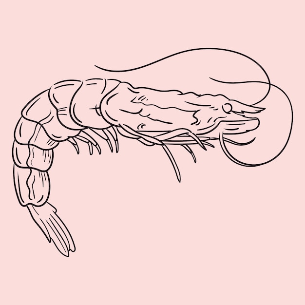 Hand drawn shrimp  outline illustration