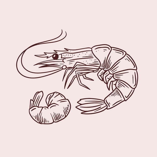 Free vector hand drawn shrimp  outline illustration