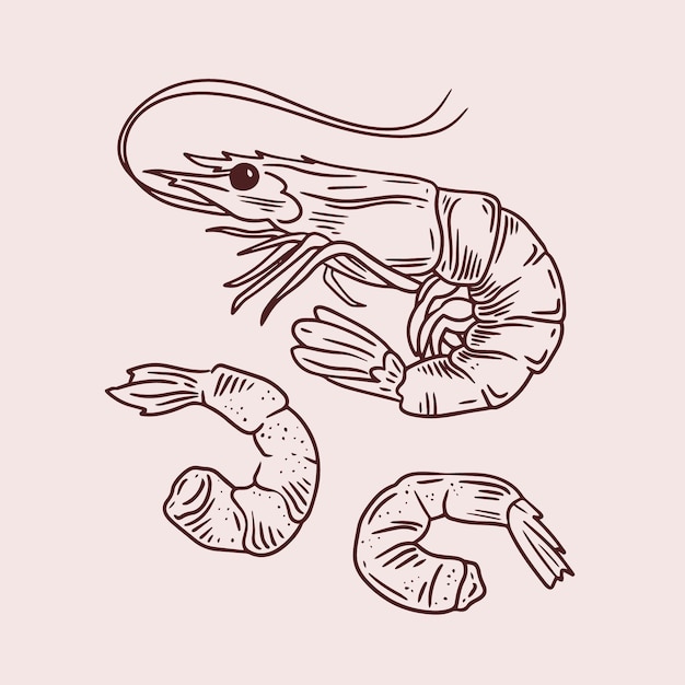 Hand drawn shrimp  outline illustration