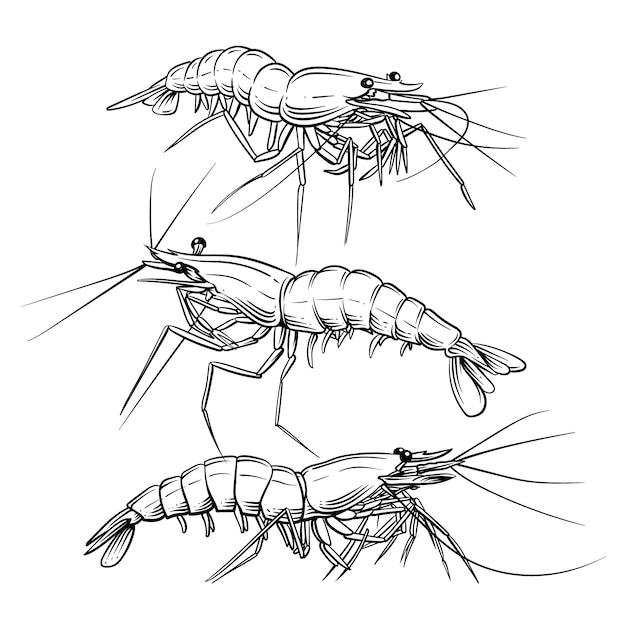 Free Vector hand drawn shrimp outline illustration