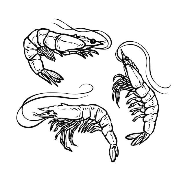 Free Vector hand drawn shrimp outline illustration