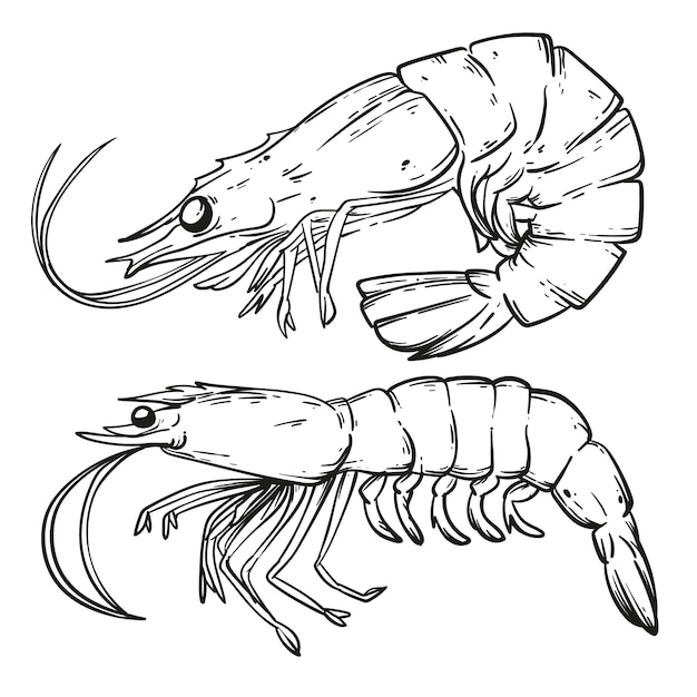 Free Vector hand drawn shrimp outline illustration