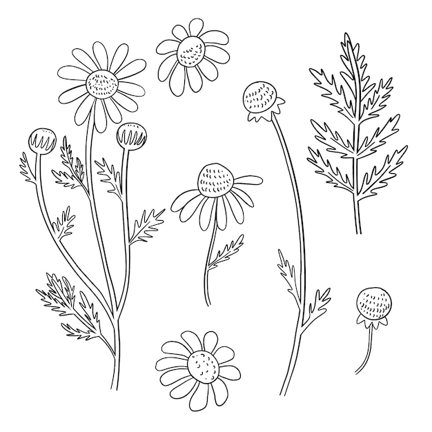 Free vector hand drawn simple flower outline illustration