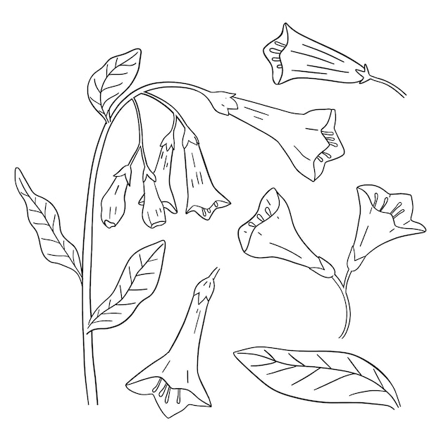 Hand drawn simple flower outline illustration