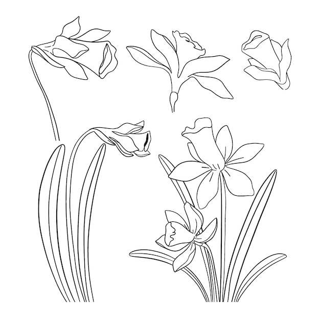 Hand drawn simple flower outline illustration