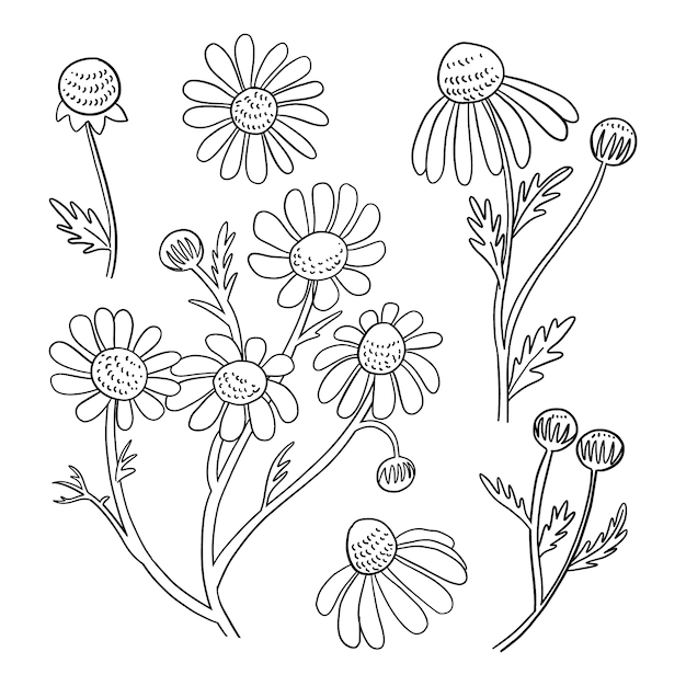 Free vector hand drawn simple flower outline illustration