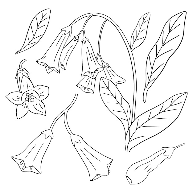 Hand drawn simple flower outline illustration