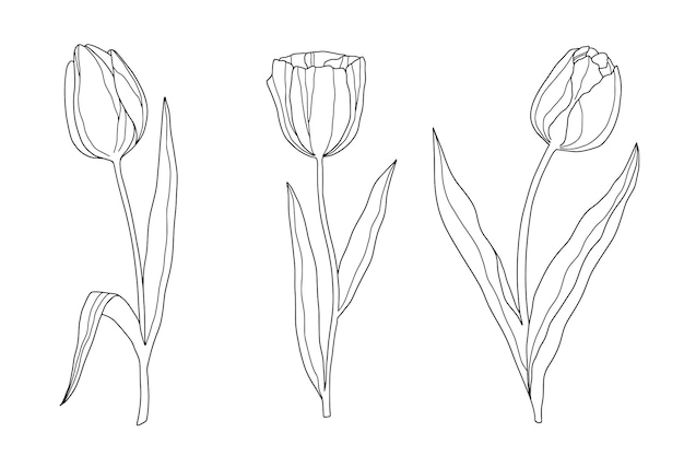 Hand drawn simple flower outline illustration