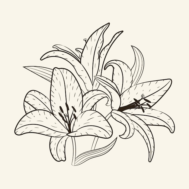 Hand drawn simple flower outline illustration