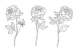 rose drawings