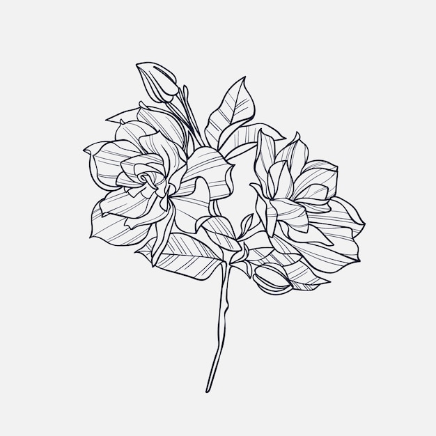 Free Vector hand drawn simple flower outline