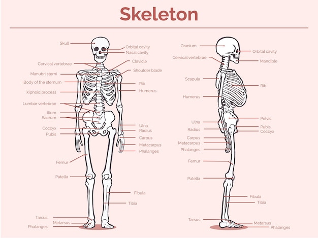 Free Vector hand-drawn simple skeleton anatomy diagram