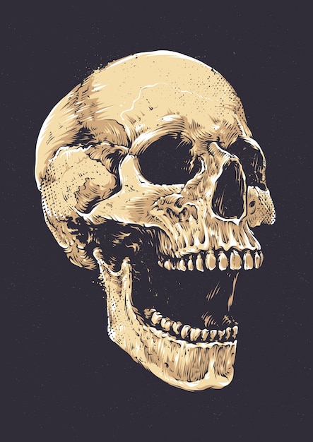 Free vector hand drawn skull