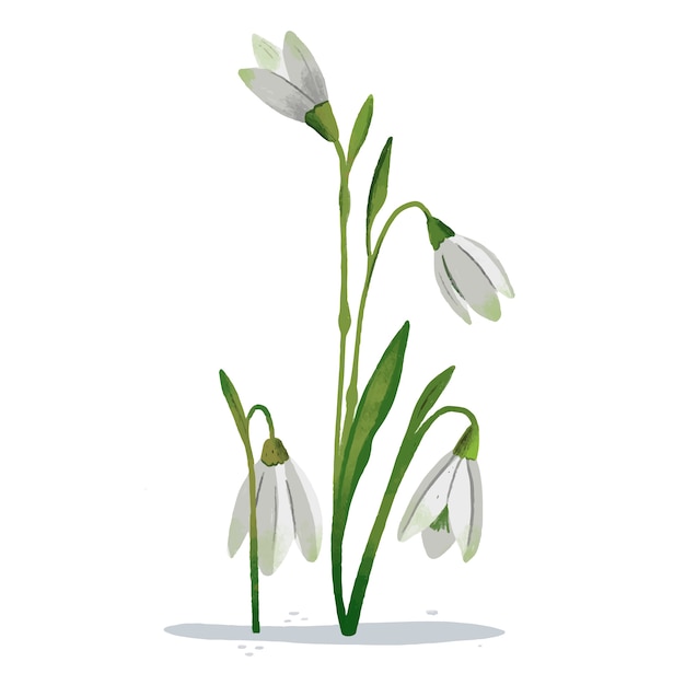 Hand drawn snowdrop flower illustration