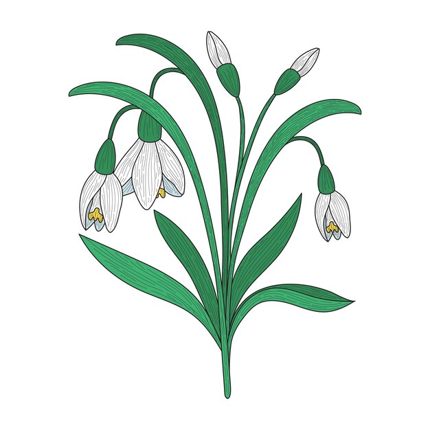 Hand drawn snowdrop flower illustration