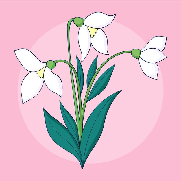 Hand drawn snowdrop plant illustration