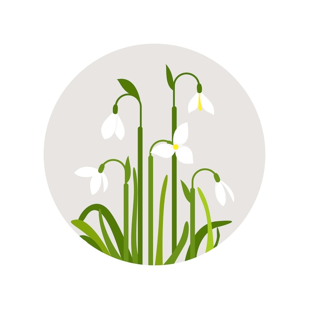 Free Vector hand drawn snowdrop plant illustration