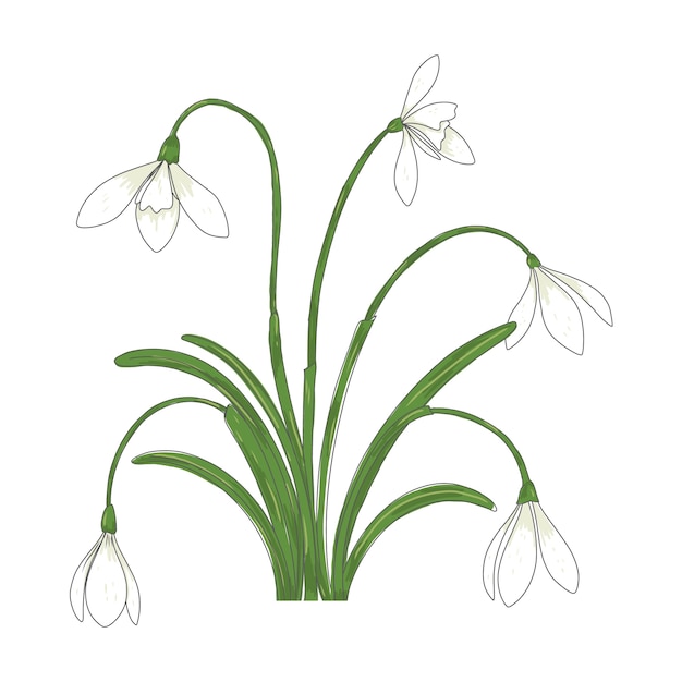 Hand drawn snowdrop plant illustration