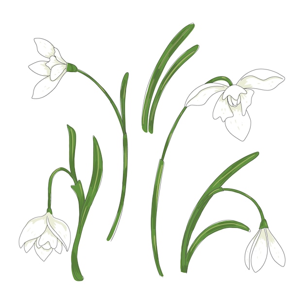 Hand drawn snowdrop plant illustration