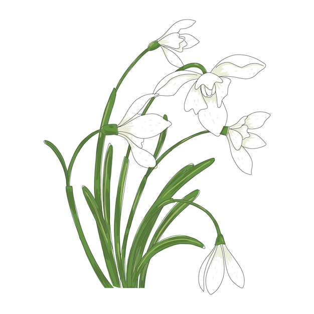 Hand drawn snowdrop plant illustration