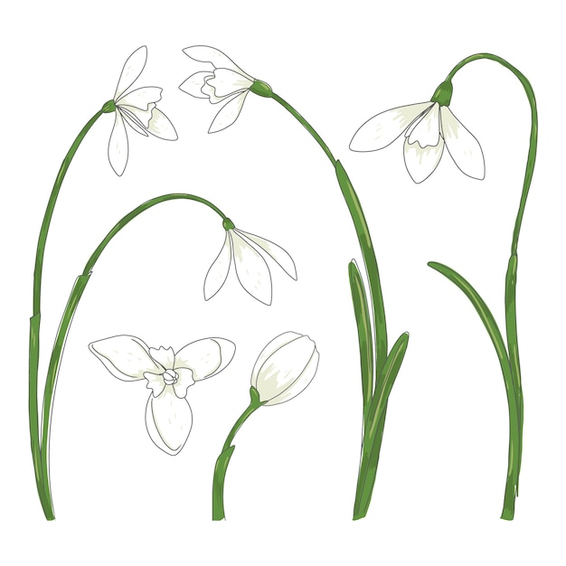 Hand drawn snowdrop plant illustration